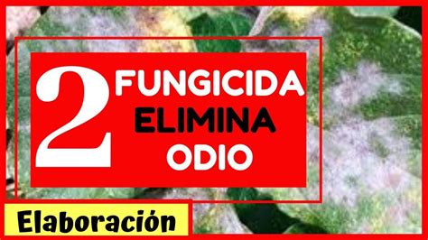 Fungicida Elimina Oidio 2 ElaboraciÓnfÁcil RÁpido Y EconÓmicohongos En El Huerto Youtube