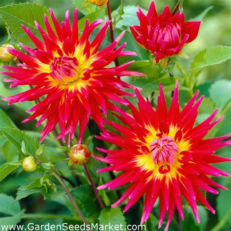 Dahlia Bora Bora Garden Seeds Market Gratis Fragt