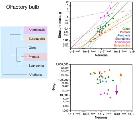 Frontiers Brain Scaling In Mammalian Evolution As A Consequence Of