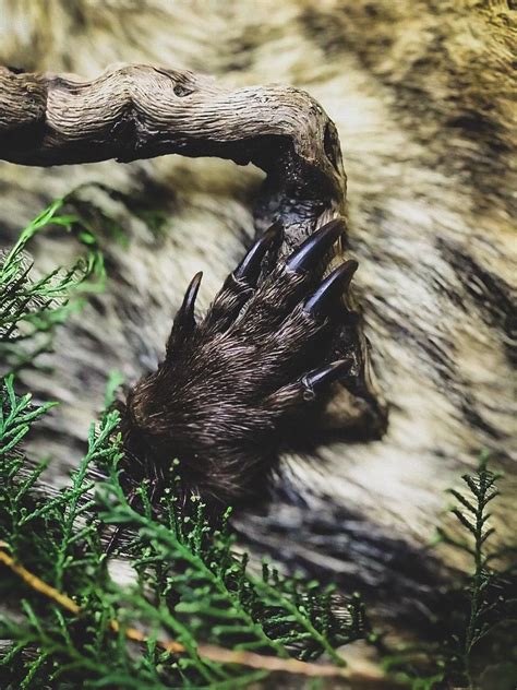 Лапа Бобра на веревке — TAROMAGIC Магический магазин №1