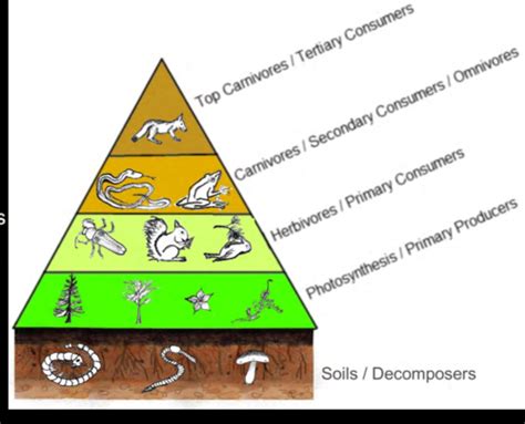 Sustainable Ecosystems Flashcards Quizlet