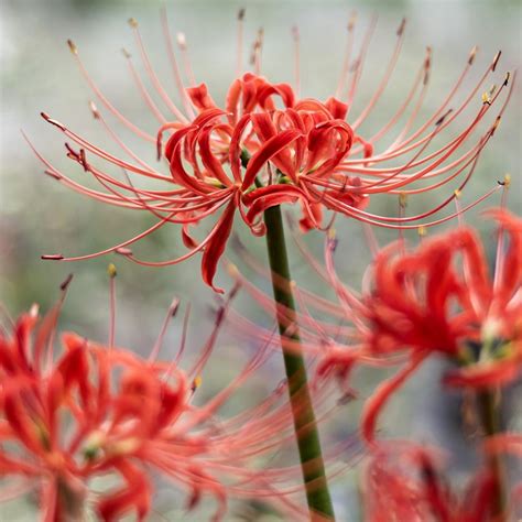 Buy Red Spider Lily Lycoris Radiata