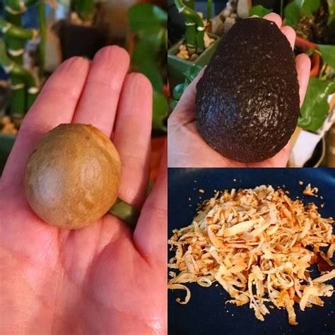 ways   avocado seeds artofit