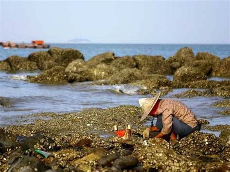 大梅赶海捡螃蟹大梅赶海海螃蟹大山谷图库