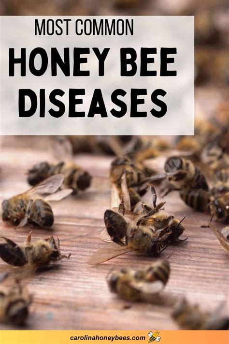 Honey Bee Diseases: Beekeeper's Guide- Carolina Honeybees