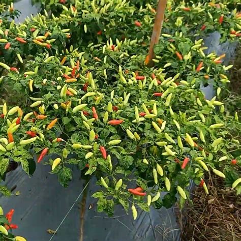 Jual Benih Bibit Cabe Rawit Sejenis Ori 212 Cabe Rawit Unggul Buah