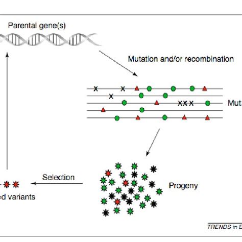 PDF Protein Evolution For Biocatalyst