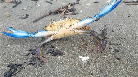 Blue Crab Callinectes Sapidus Jamaica Youtube