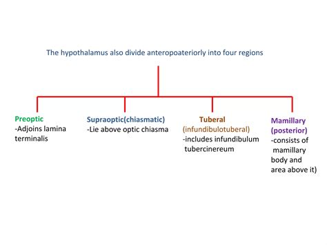 Anatomy Of Hypothalamus N Limbic System