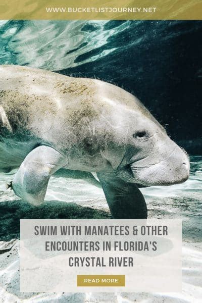 Swim with Manatees & Other Encounters in Florida's Crystal River