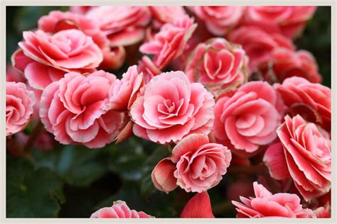 Begonia Care: Beginner's Plant Guide + 4 Problems to Avoid