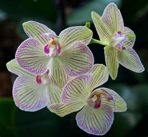 Photographers Garden Orchids At Kew