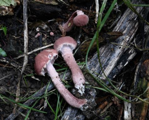 Cystoderma superbum Weinroter Körnchenschirmling Pilzkundlicher