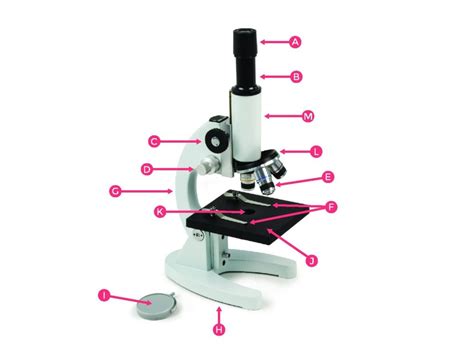 Descubre Las Partes Esenciales De Un Microscopio Y Aprende A Dibujarlas