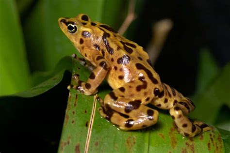 Panamanian Golden Frog - Zoo Atlanta