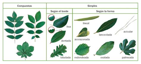 Plants Clasificación De Las Hojas Según La Forma Y El Borde Del Limbo