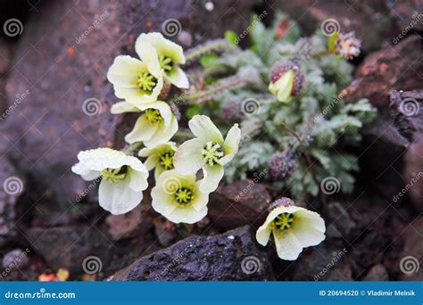 Arctic Poppy stock photo. Image of poppy, arctic, polar - 20694520