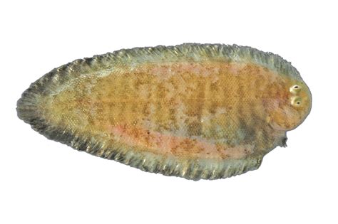 SOLEIDAE