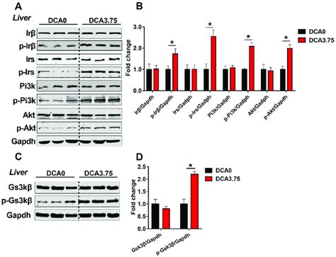 The Effects Of Dichloroacetate DCA On The Insulin Signaling And