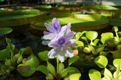 Images Gratuites eau la nature fleur feuille pétale vert