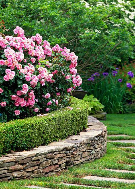 The Best Flowering Trees and Shrubs | Better Homes & Gardens