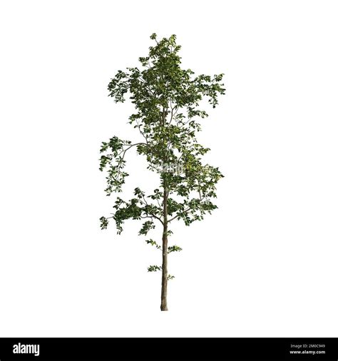 3d Illustration Of Trees Isolated On White Background Stock Photo Alamy