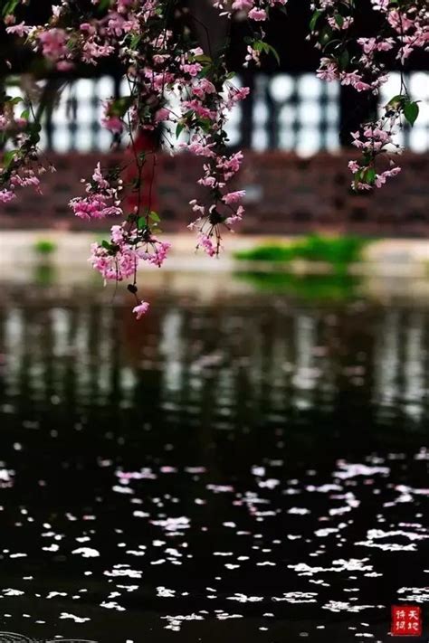 池上春歸何處？滿目落花飛絮 每日頭條