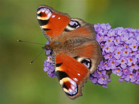 Paon Du Jour Aglais Io Le Jardin Des Oiseaux