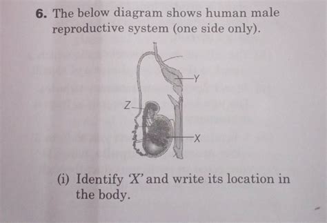 6 The Below Diagram Shows Human Male Reproductive System One Side Only