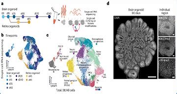 Cut Tag And Mrna Sequencing In Single Cells Creates A Comprehensive Map