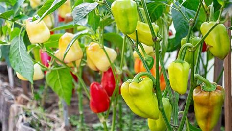 Подкормка перцев: как и чем подкормить рассаду перцев после пикировки ...