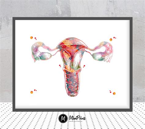 Female Reproductive System Watercolor Print Uterus Anatomy Art Etsy