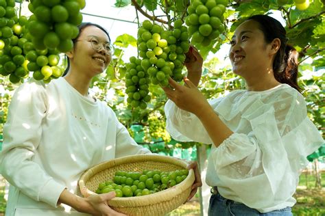 党支部领办合作社 沂南千亩葡萄丰收富农家凤凰网山东凤凰网