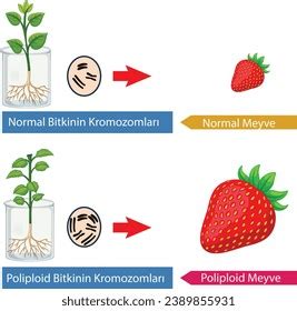 Physics Chemistry Biology Visual Polyploidy Fruit Stock Vector (Royalty ...