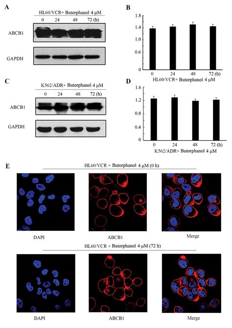 Butorphanol A Synthetic Opioid Sensitizes Abcb1 Mediated Multidrug Resistance Via Inhibition