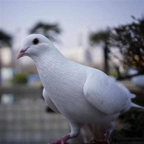 Merpati Burung Hewan Tunggu Dan Foto Gratis Di Pixabay Pixabay