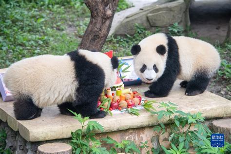 重庆动物园六只大熊猫集体过生日