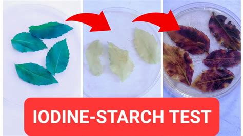 Iodine Starch Test To Show Presence Of Starch In The Green Leaves Youtube