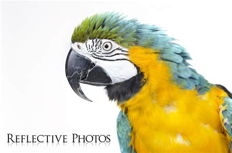 Portrait Of A Blue And Gold Macaw Rebekah Nemethy Author Narrator