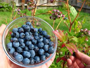 Southern Highbush Blueberry | Buy Blueberry Plants | Willis Orchards