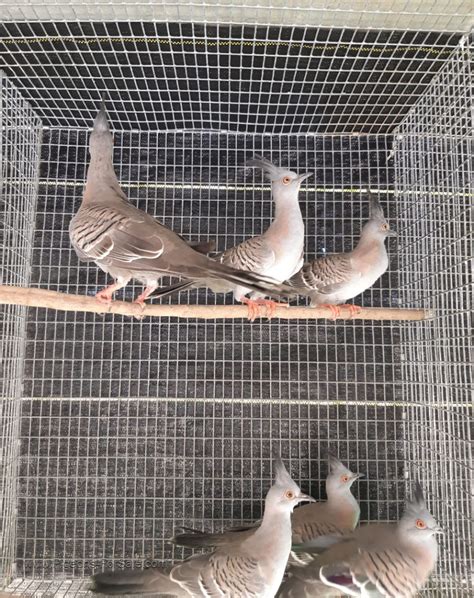 Australian Crested Doves for sale