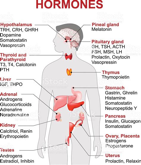 Diagram Of Endocrine Glands In Human Body