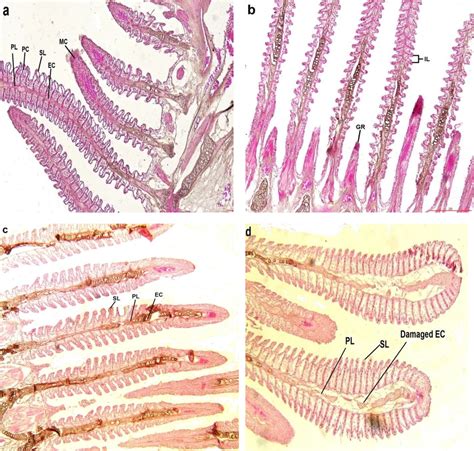 Histological Photomicrographs Of Gills Of Anabas Testudineus A B