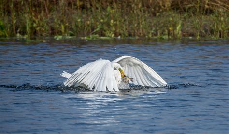 Review Nikon AF-S 200-500 mm @ D7200 - Focus Review