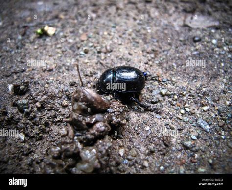 Geotrupes Hi Res Stock Photography And Images Alamy