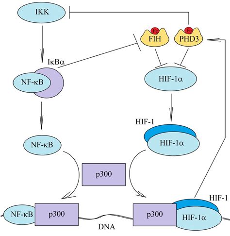 The Inhibition Of The Nf κb Pathway Activation By Hif Chronic Hypoxia Download Scientific