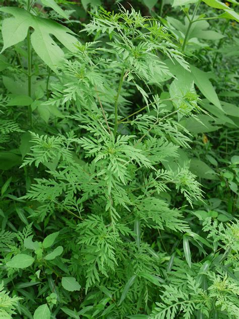 Common ragweed | Identify that Plant