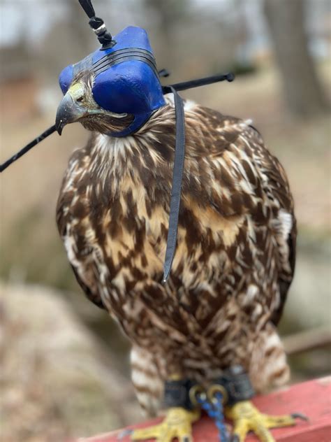 Japanese Hawk Feathers Mon