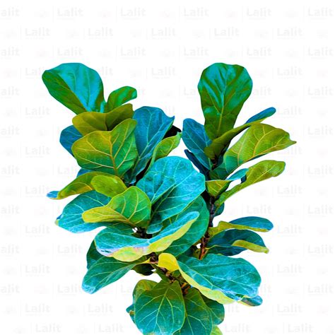 Ficus Lyrata Dwarf | Fiddle leaf Fig Bambino - Plant – Lalit Enterprise
