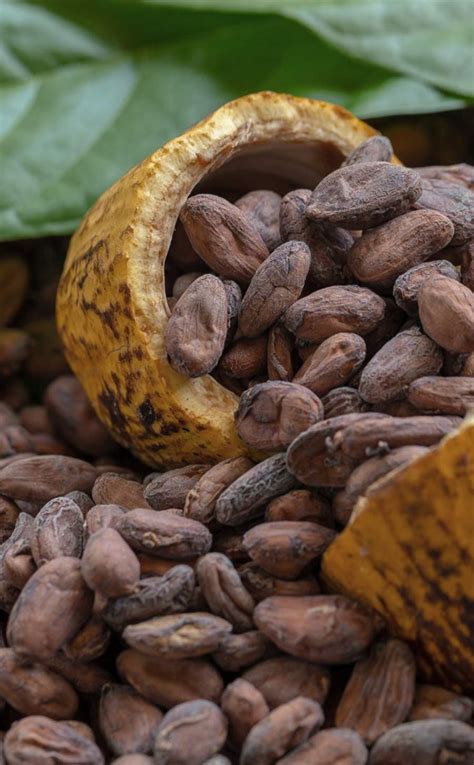 Tipos De Cacao Anecacao